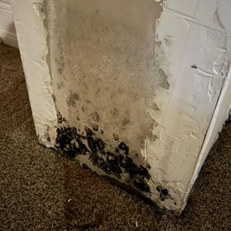 Professional Mold Removal in Del Mar, CA